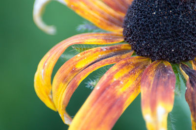 Close-up of orange rose flower