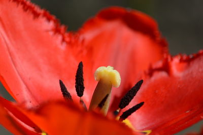 Close-up of red rose flower