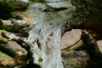 Close-up of tree trunk