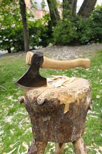 Close-up of tree stump