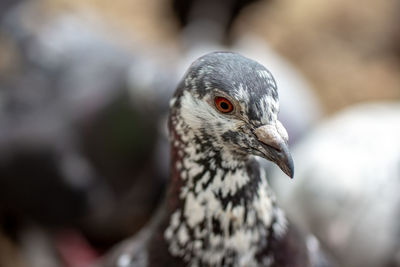 Close up of pigeon