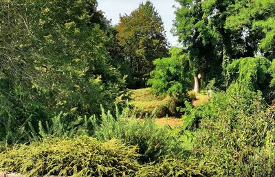 Trees and plants growing on land