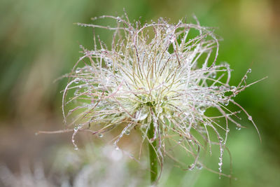 Close-up of water drops on plant