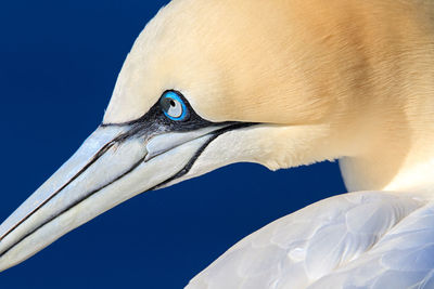 Bird against clear blue sky