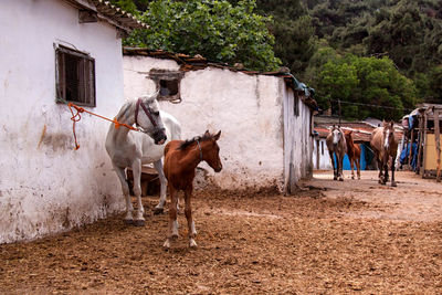 Horse and foal standing against barn in village