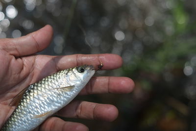 Close-up of hand holding fish