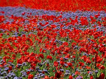 Close-up of red poppy flowers on field