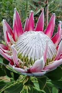 Close-up of pink flowers