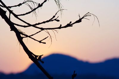 Close-up of silhouette tree against clear sky