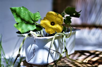 Close-up of yellow flowering plant
