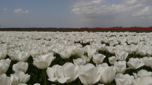 White flowering plants on field against sky