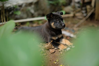 Portrait of dog