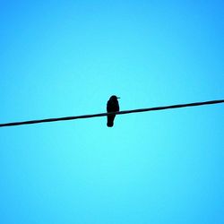 Low angle view of bird perching on cable against clear sky