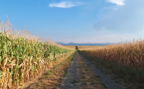 Dirt road amidst agricultural field against sky