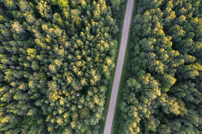 Aerial drone view of concrete road leading through autumn forests and groves in yellow green colors