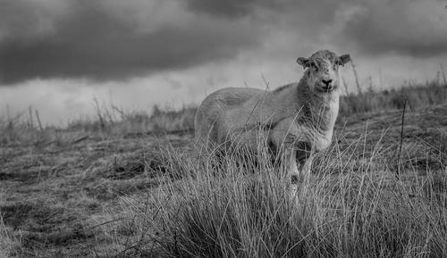 Portrait of horse on field against sky