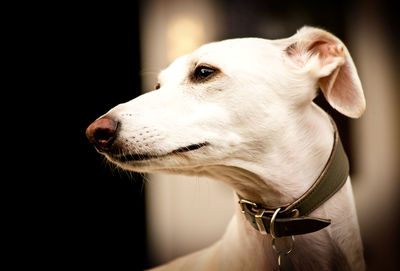 Close-up of greyhound looking away