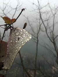 Close-up of bare branches