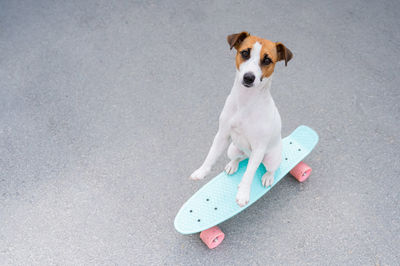 High angle view of puppy sitting on skateboard