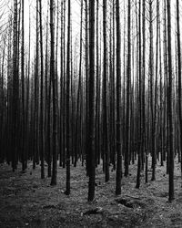 Panoramic shot of pine trees in forest