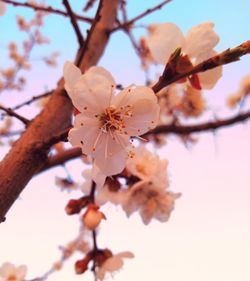 Close-up of cherry blossoms in spring