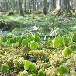 Close-up of plants growing in forest