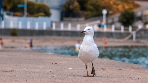 Seagull perching on a land