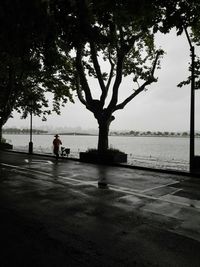 View of trees by sea