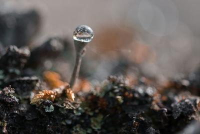 Close-up of snow on plant