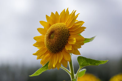 Close-up of sunflower