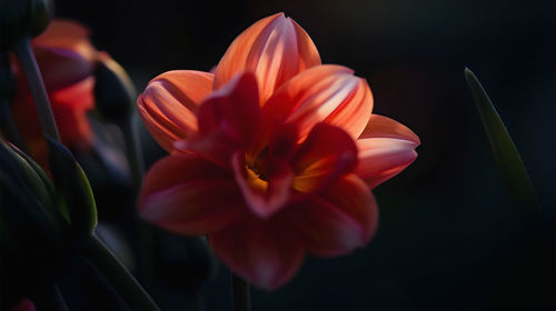 Close-up of pink flower