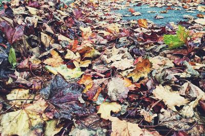 Leaves in autumn leaves