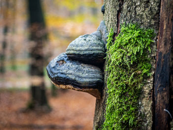 Close-up of lizard on tree trunk