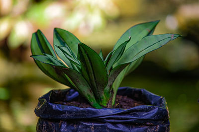 Close-up of leaves on plant