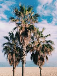 Palm tree on beach against sky