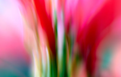 Full frame shot of pink flower