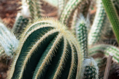 Close-up of cactus plant