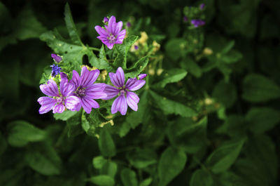 Close-up of pink flowering plant