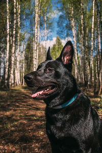 Black dog looking away