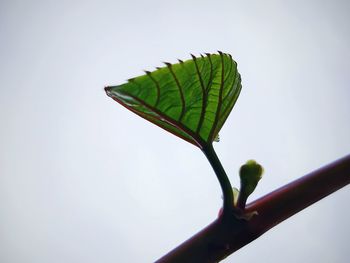 Close-up of leaf against clear sky