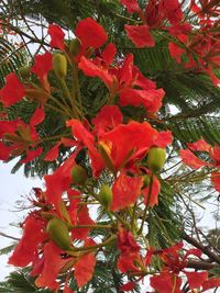 Low angle view of red flowering plant