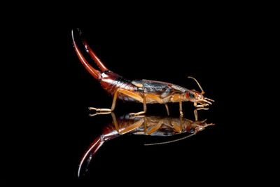 Close-up of insect over black background