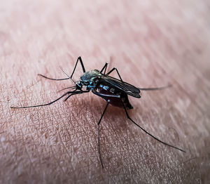 Close-up of fly