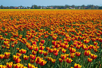 View of yellow tulips growing on field