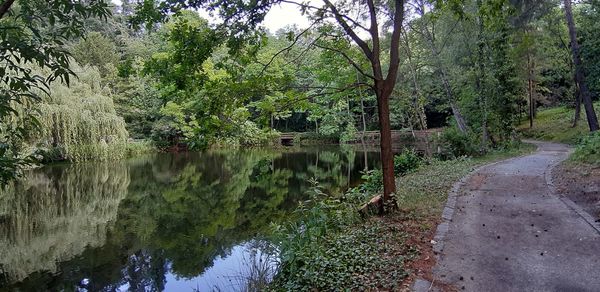 Scenic view of lake in forest