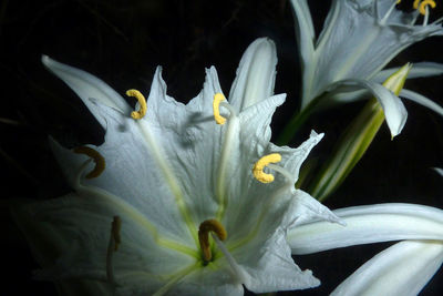 Macro shot of flower