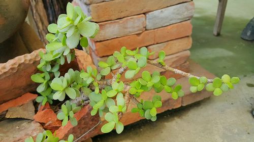 High angle view of potted plants on wall