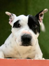 Close-up portrait of dog