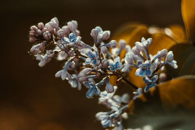 Close-up of white flowering plant