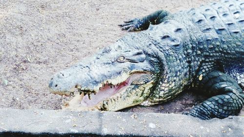 Close-up of crocodile